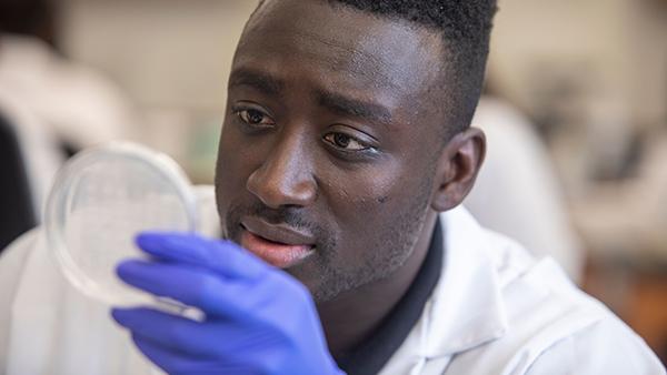 Researcher examining a petri dish